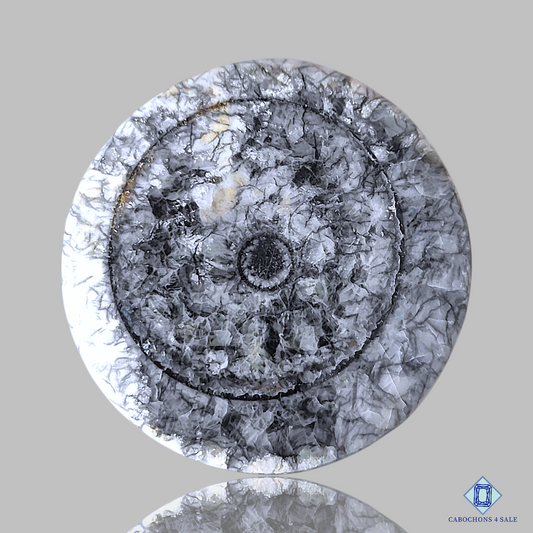 Orthoceras Fossil Coral