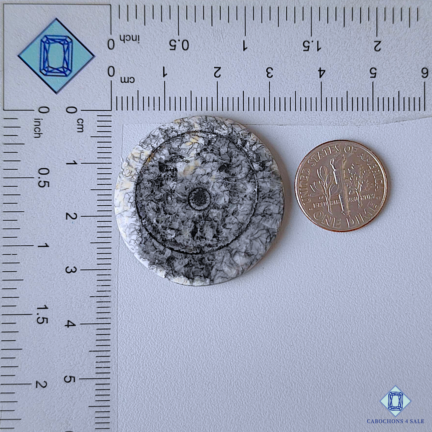 Orthoceras Fossil Coral