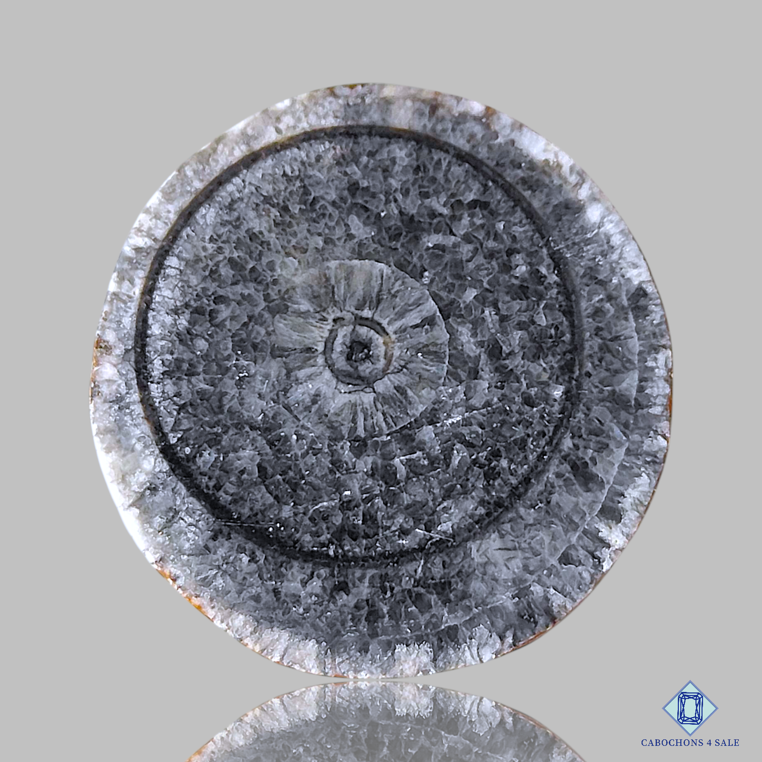 Orthoceras Fossil Coral