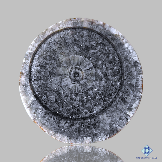 Orthoceras Fossil Coral