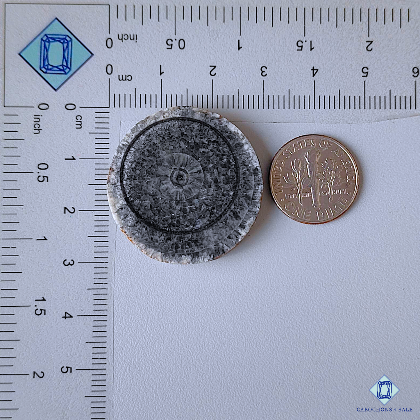 Orthoceras Fossil Coral