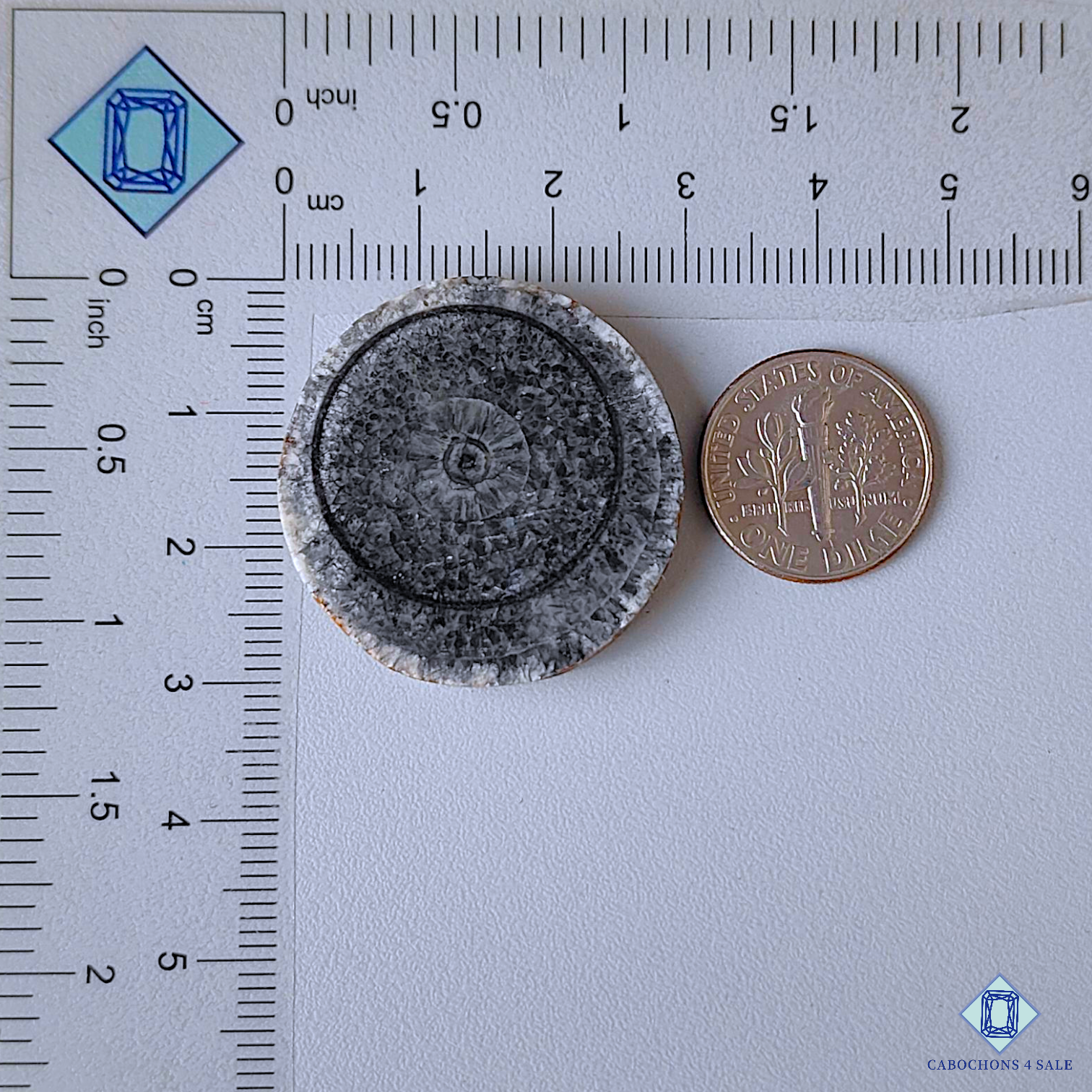 Orthoceras Fossil Coral