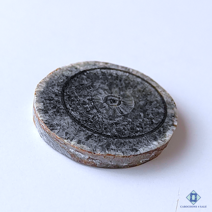 Orthoceras Fossil Coral