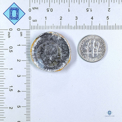 Orthoceras Fossil Slice Round Cabochons