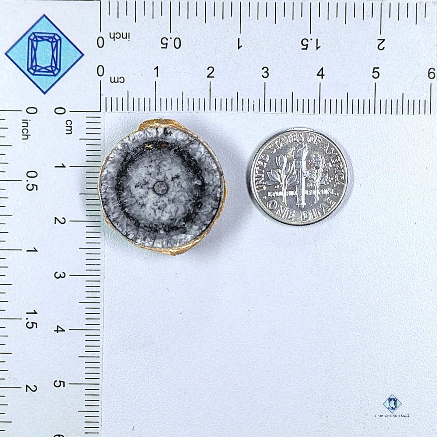 Orthoceras Fossil Slice Round Cabochons