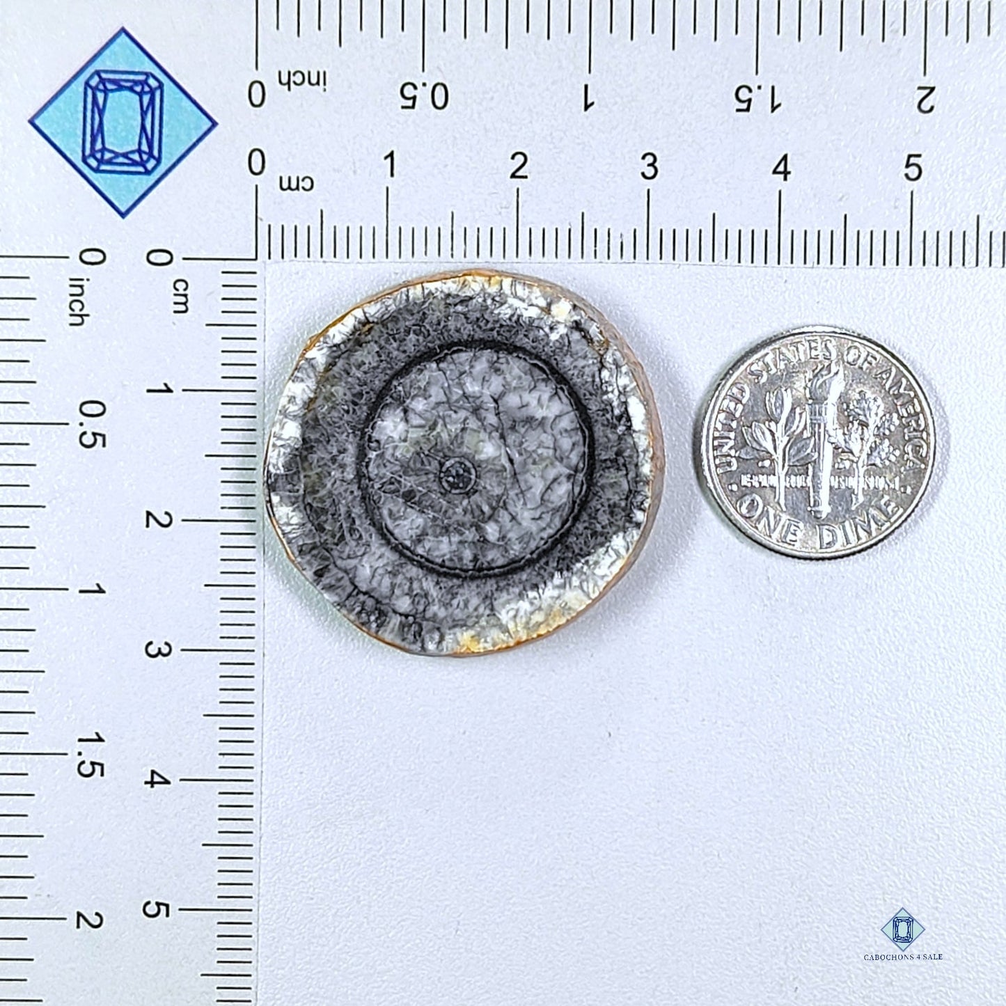 Orthoceras Fossil Slice Round Cabochons