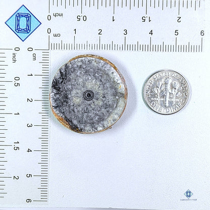 Orthoceras Fossil Slice Round Cabochons