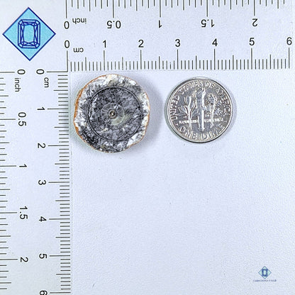 Orthoceras Fossil Slice Round Cabochons