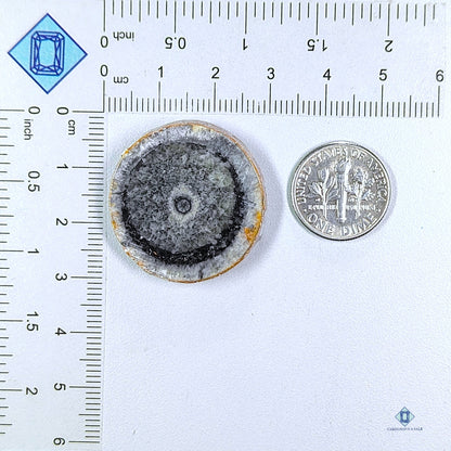 Orthoceras Fossil Slice Round Cabochons