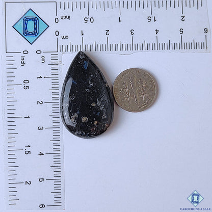 Palm Root Agate