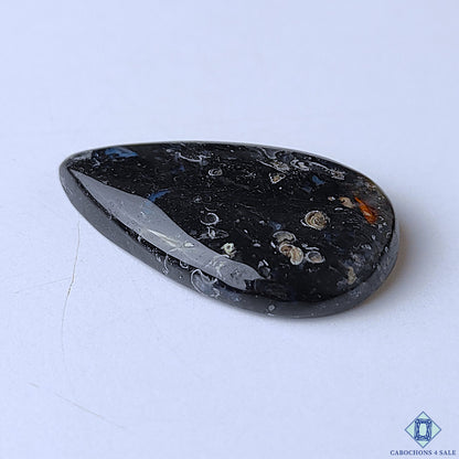 Palm Root Agate