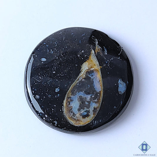 Palm Root Agate