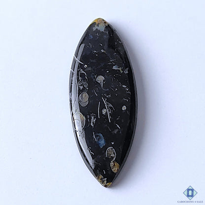 Palm Root Agate