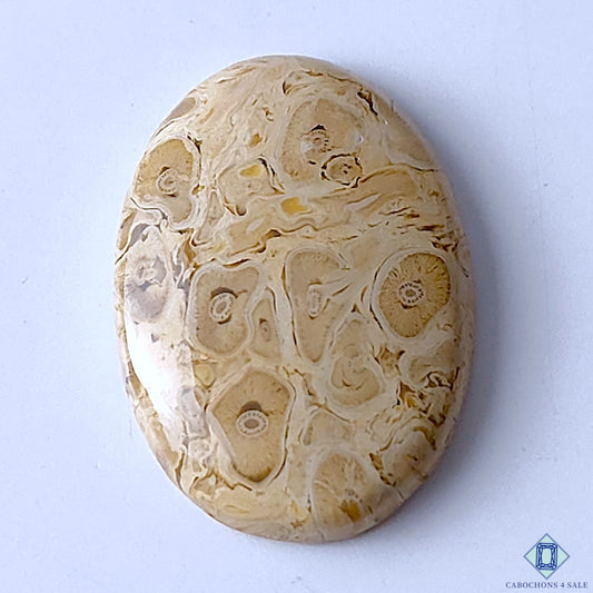 Palm Wood Jasper
