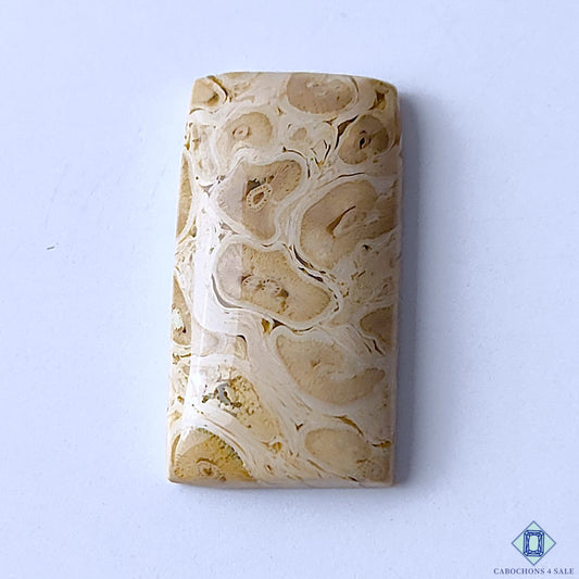 Palm Wood Jasper