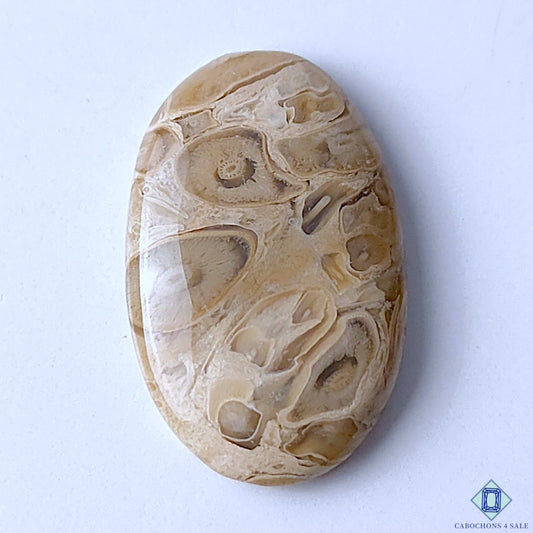 Palm Wood Jasper