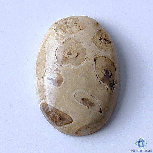 Palm Wood Jasper