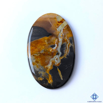 Petrified Palm Root Agate