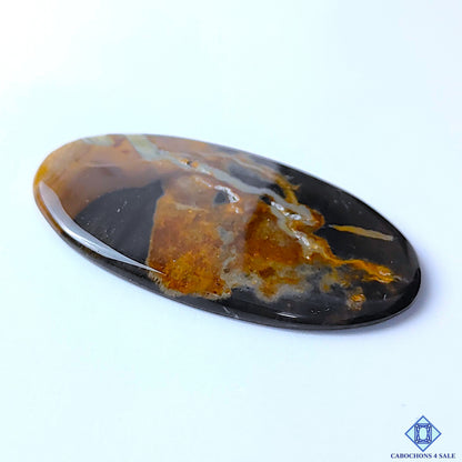 Petrified Palm Root Agate