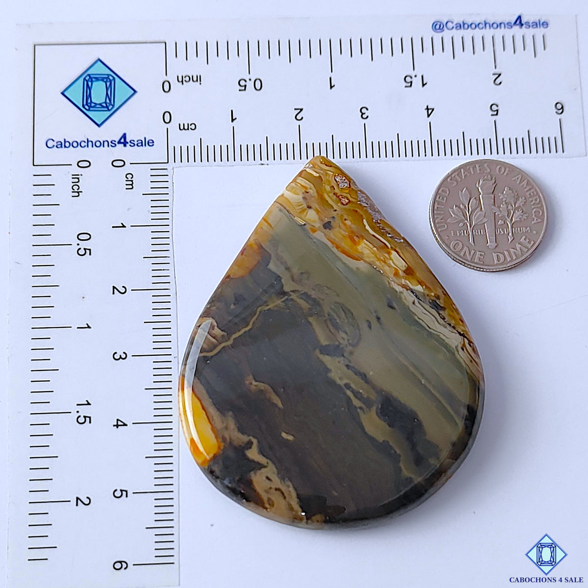 Petrified Palm Root Agate