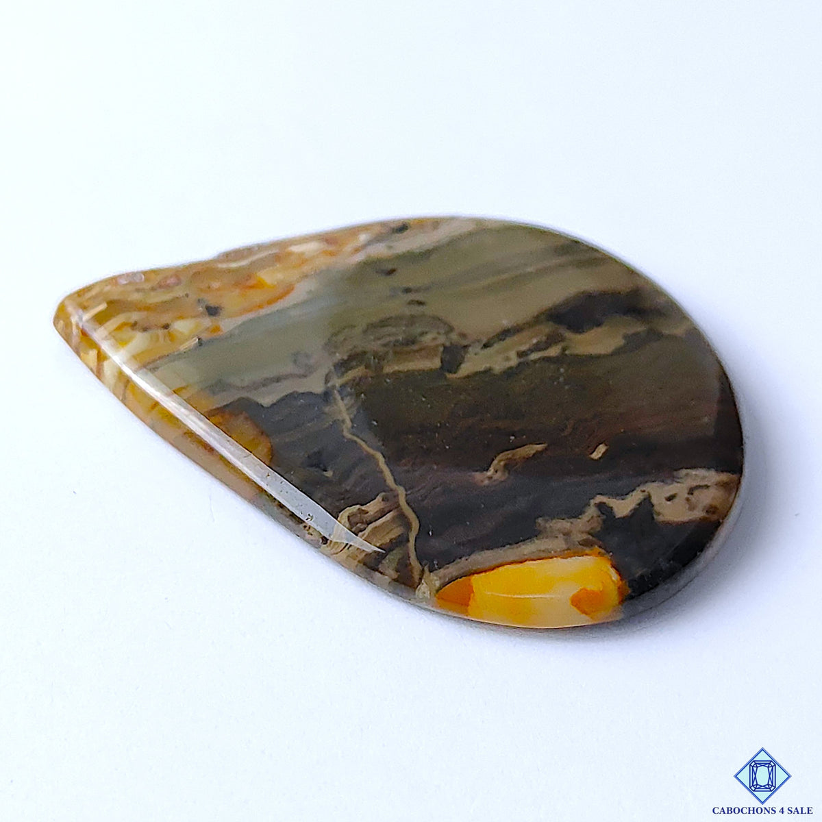 Petrified Palm Root Agate