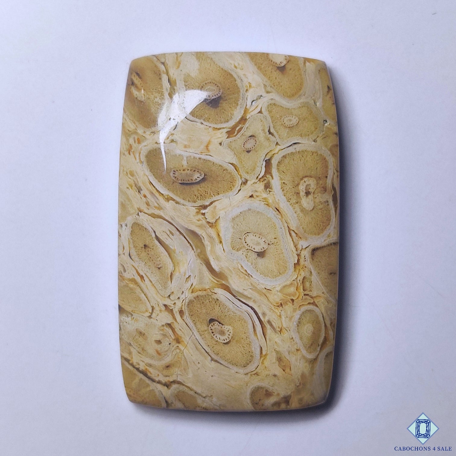 Petrified Palm Wood