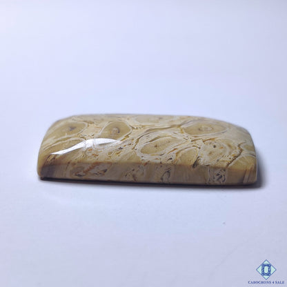 Petrified Palm Wood