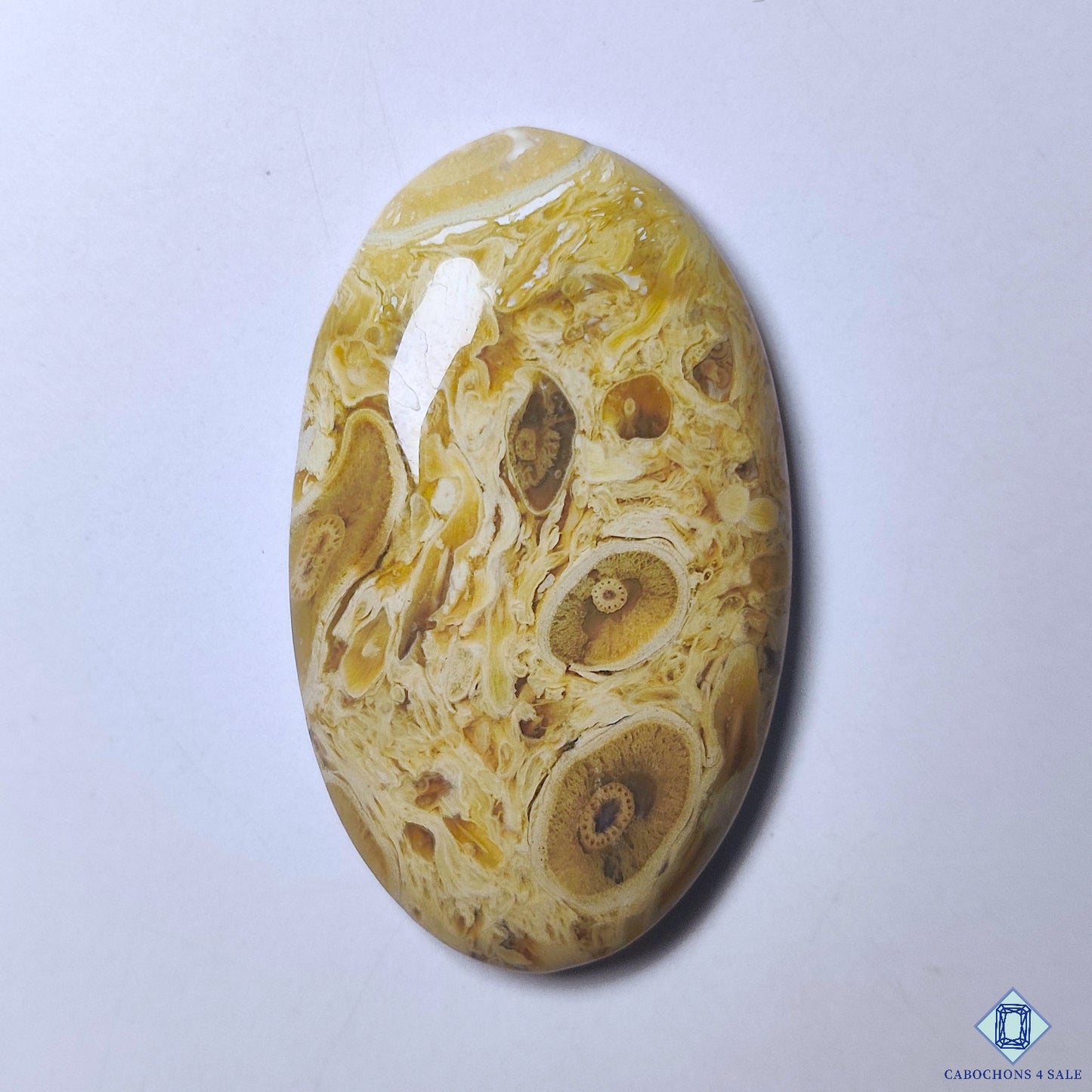 Petrified Palm Wood