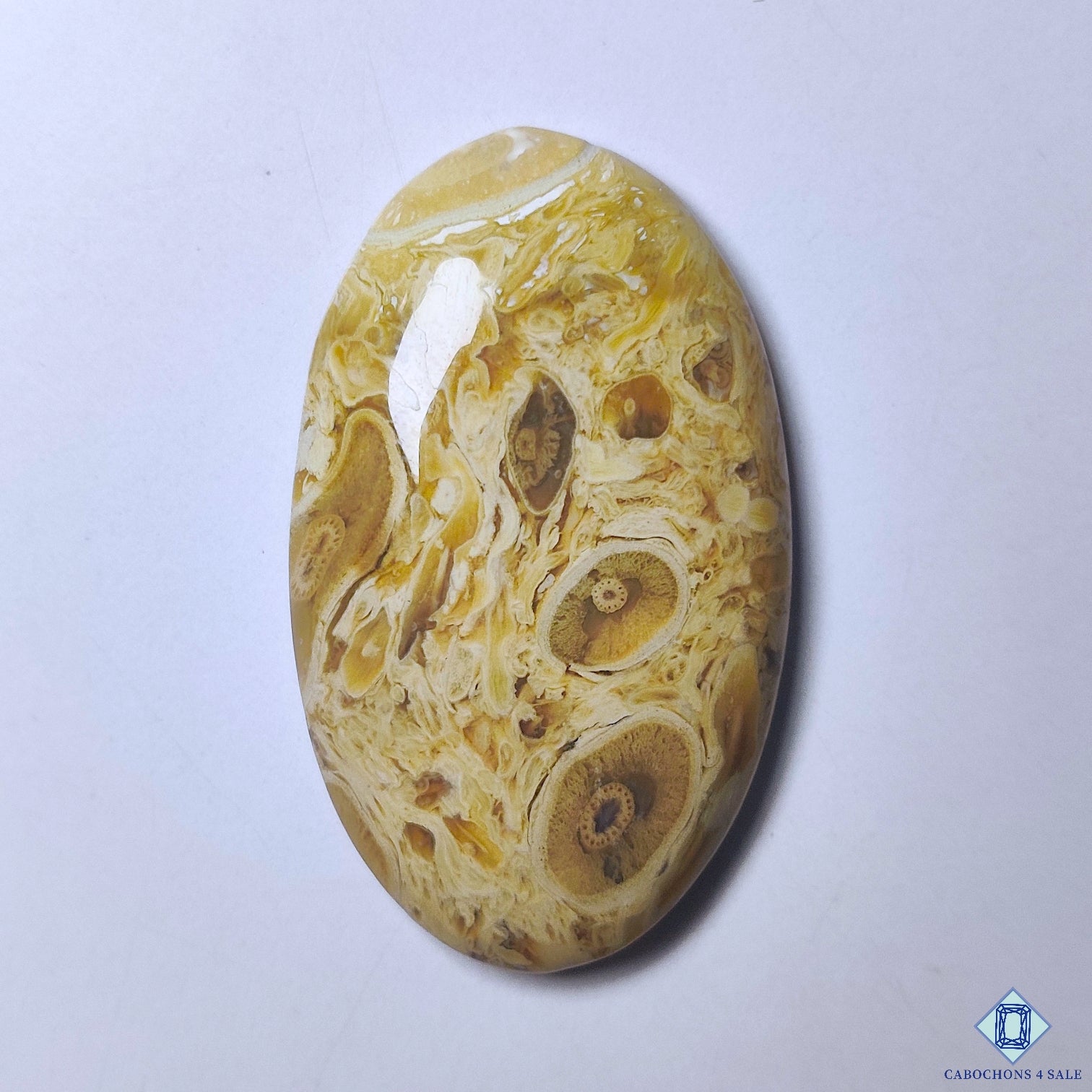 Petrified Palm Wood