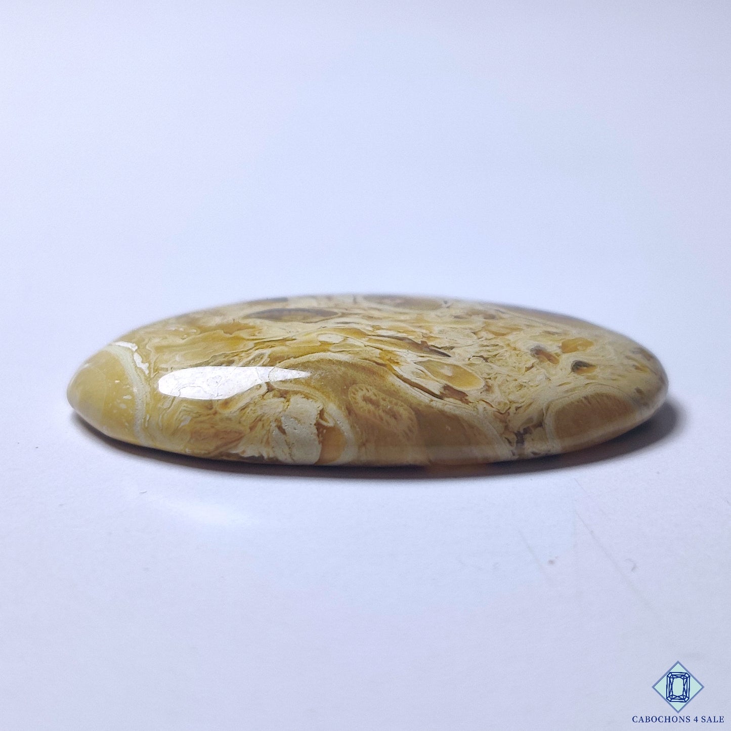 Petrified Palm Wood