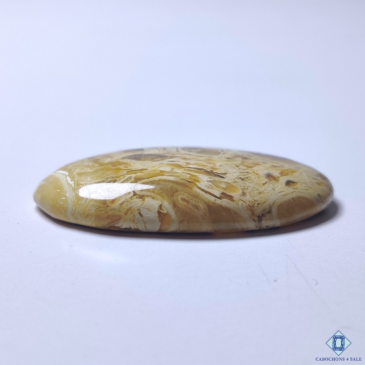 Petrified Palm Wood