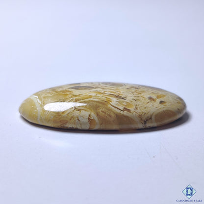 Petrified Palm Wood
