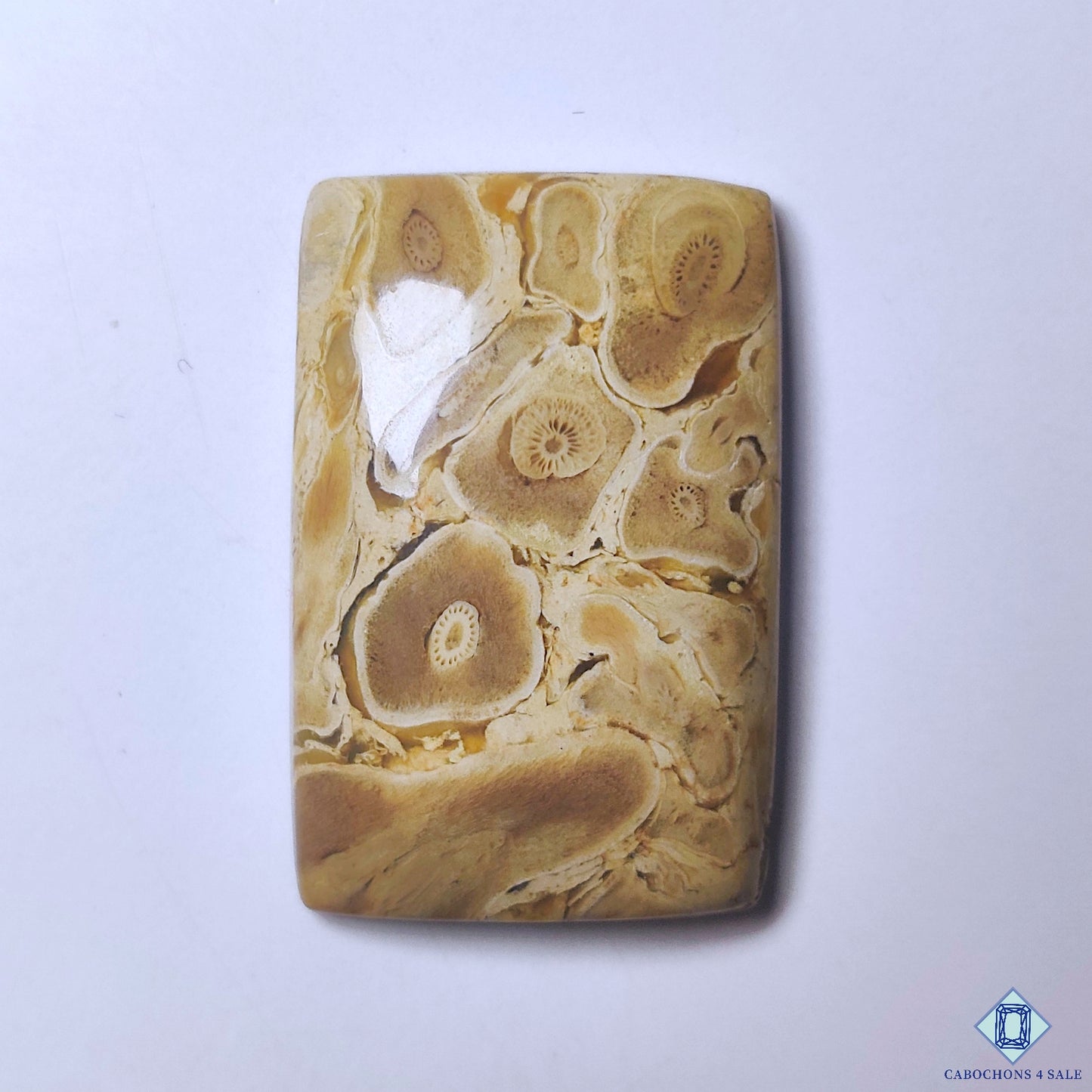 Petrified Palm Wood