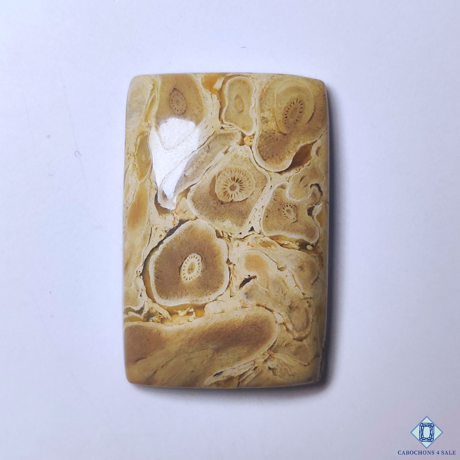 Petrified Palm Wood