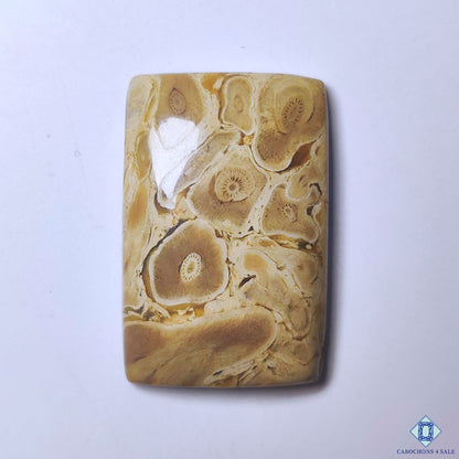 Petrified Palm Wood