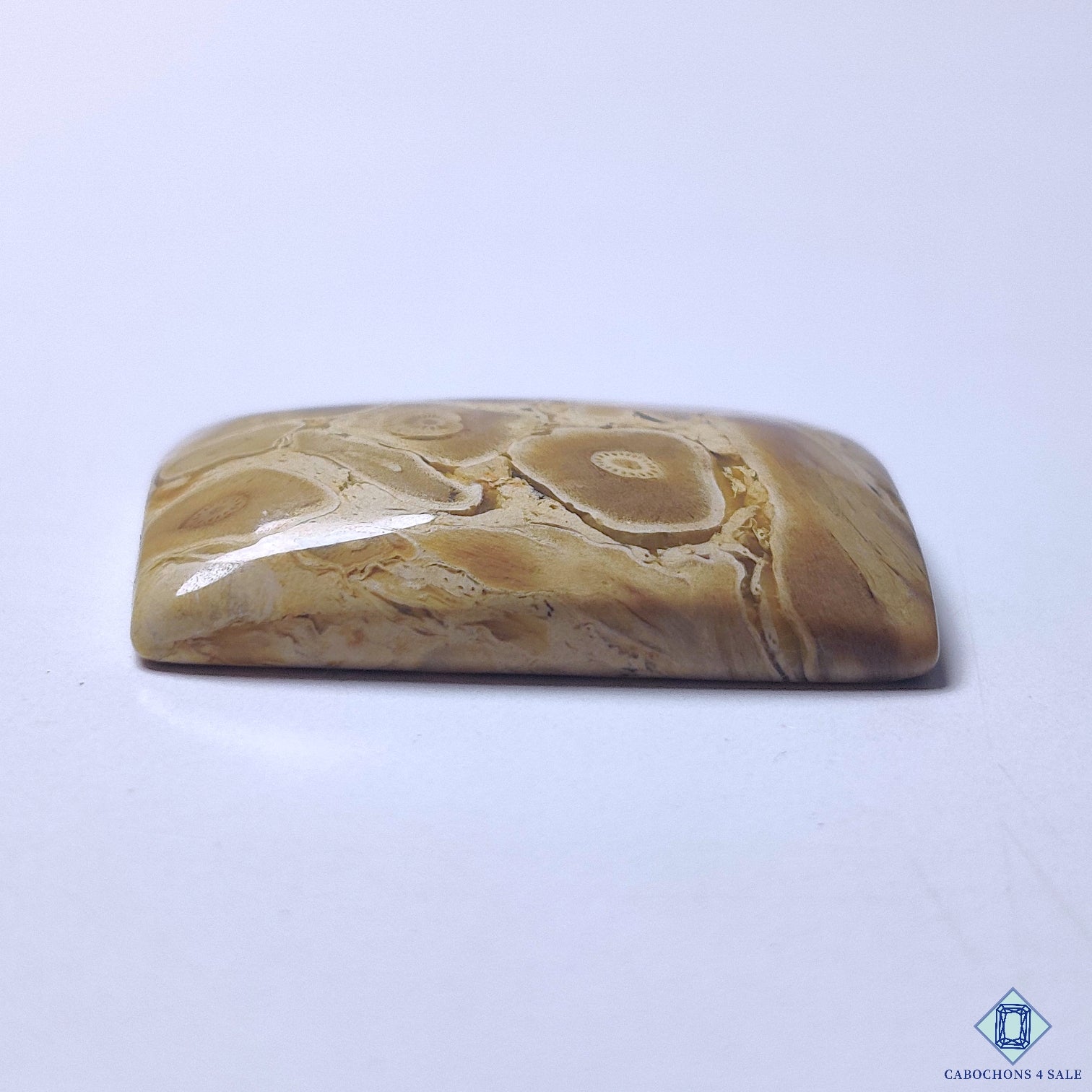 Petrified Palm Wood