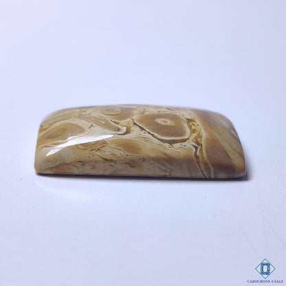 Petrified Palm Wood