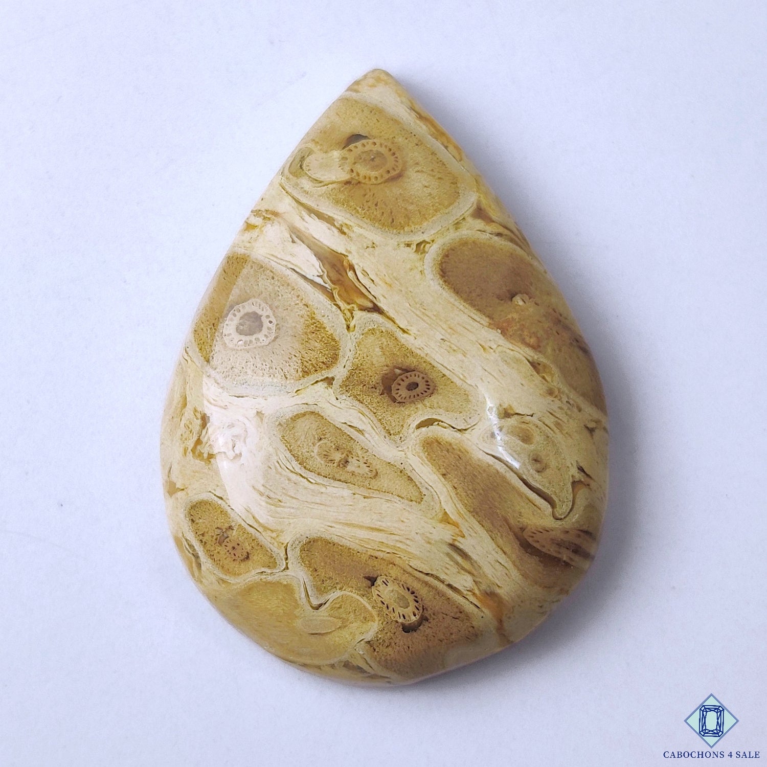 Petrified Palm Wood