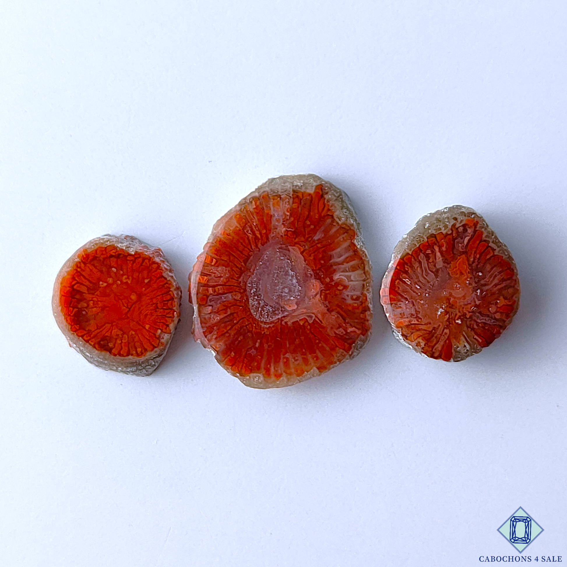 Red Horn Coral