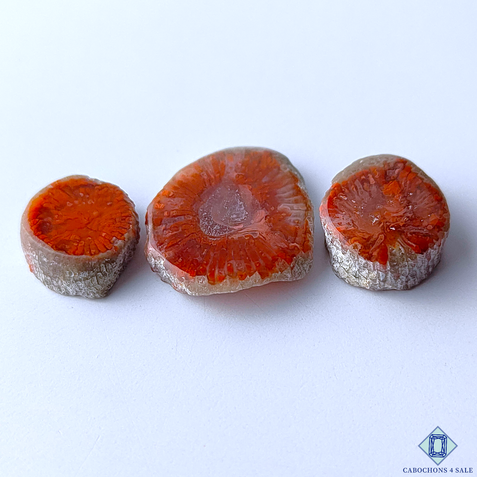 Red Horn Coral