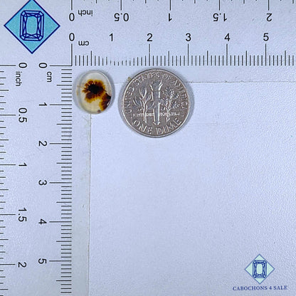 Natural Scenic Agate Gemstone  Oval Cabochons 11*9*1mm from Brazil available for sale