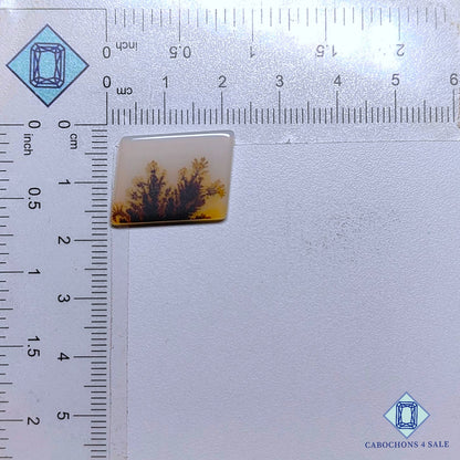 Natural Scenic Agate Gemstone  Fancy Cabochons 20*15*2mm from Brazil available for sale