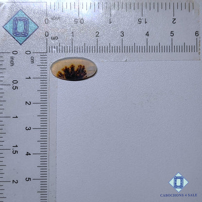 Natural Scenic Agate Gemstone  Oval Cabochons 18*9*1mm from Brazil available for sale