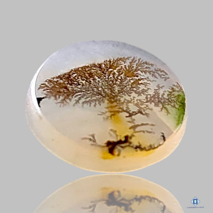 Scenic Agate Round Cabochons