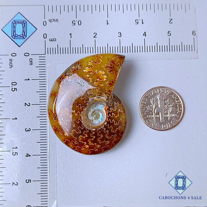 Natural Suture Ammonite Gemstone Fancy Druzy 40*31*11mm from Canada available for sale