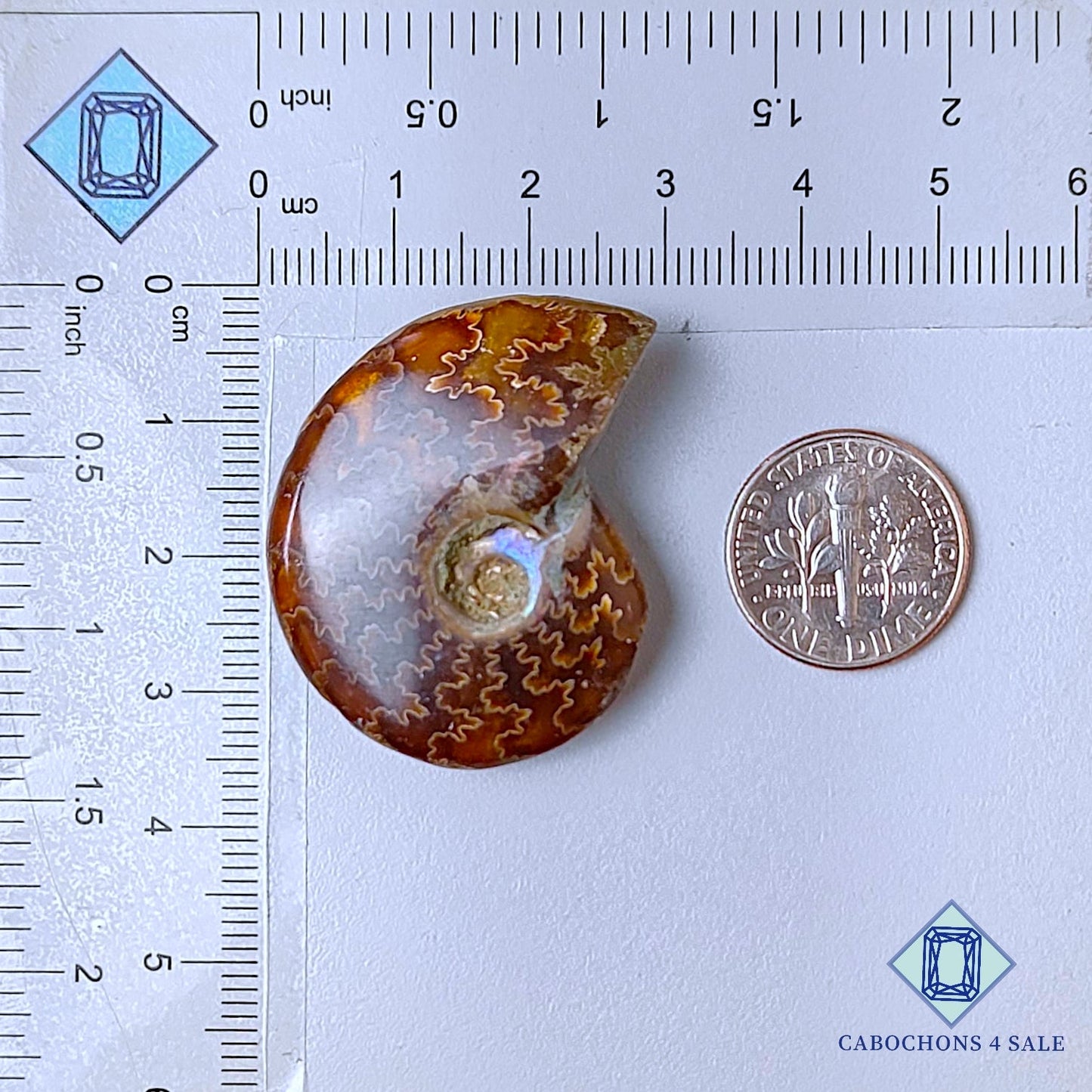 Natural Suture Ammonite Gemstone Fancy Druzy 41*31*12mm from Canada  available for sale