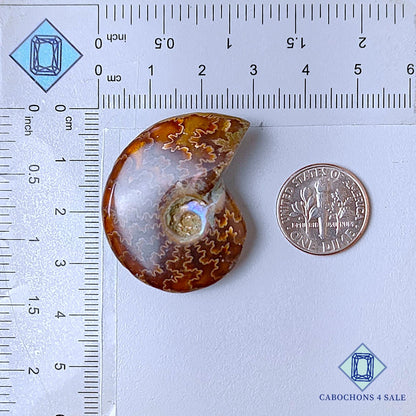 Natural Suture Ammonite Gemstone Fancy Druzy 41*31*12mm from Canada  available for sale
