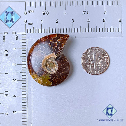 Natural Suture Ammonite Gemstone Fancy Druzy 34*27*10mm from Canada  available for sale
