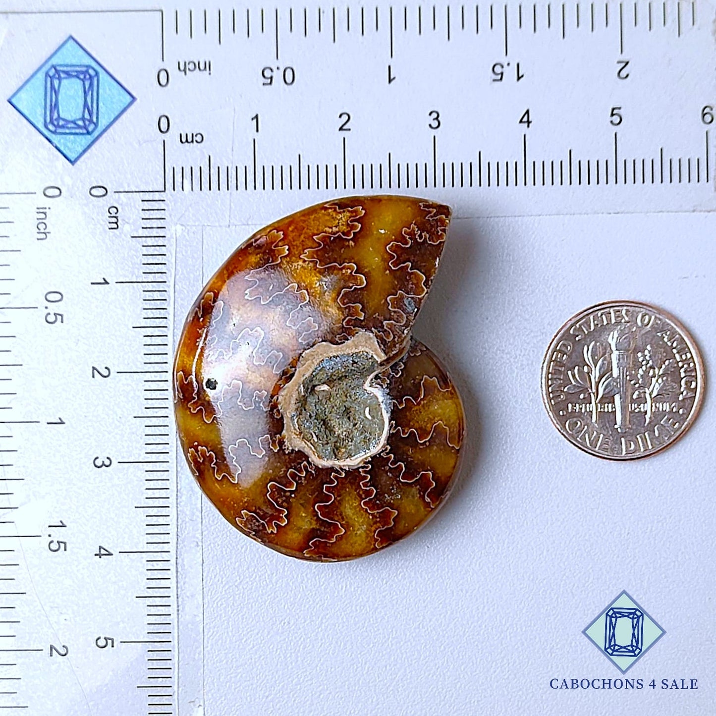 Natural Suture Ammonite Gemstone Fancy Druzy 41*32*12mm from Canada  available for sale