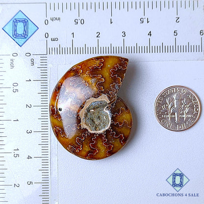 Natural Suture Ammonite Gemstone Fancy Druzy 41*32*12mm from Canada  available for sale